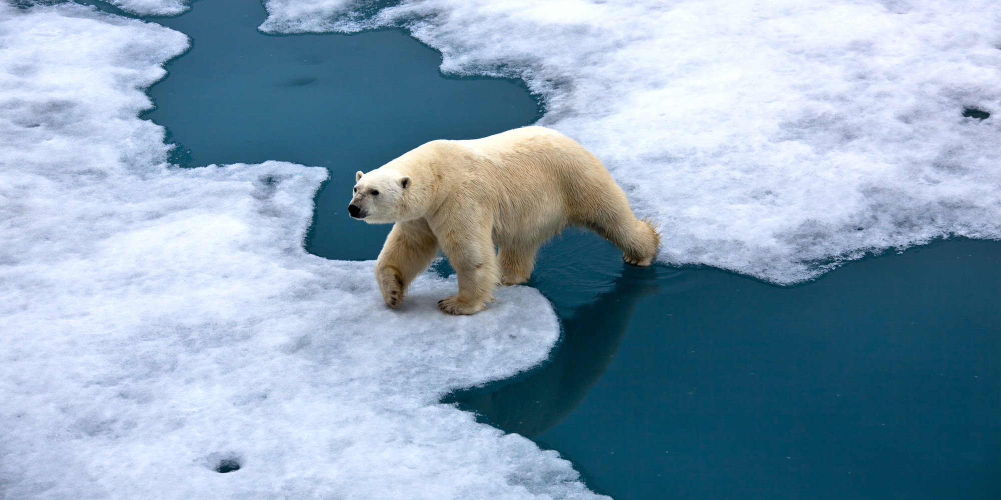 Climate-Change-polar-bear.jpg (2000×1000)