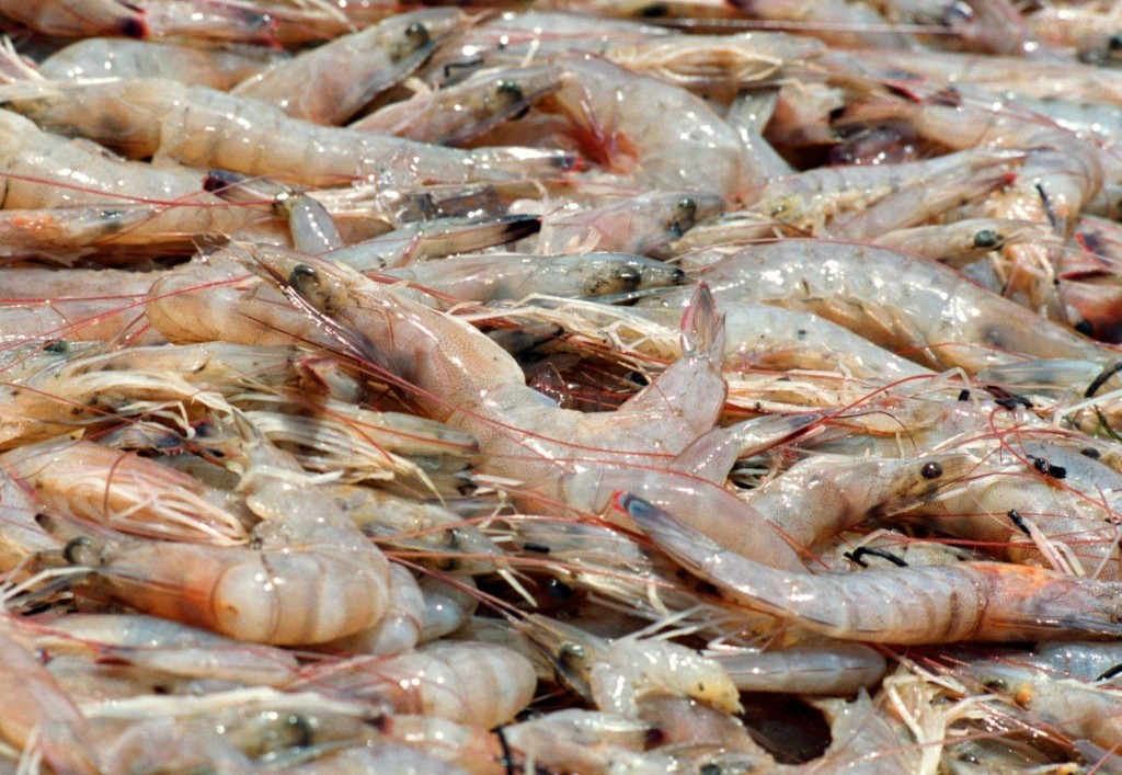 Brown shrimp