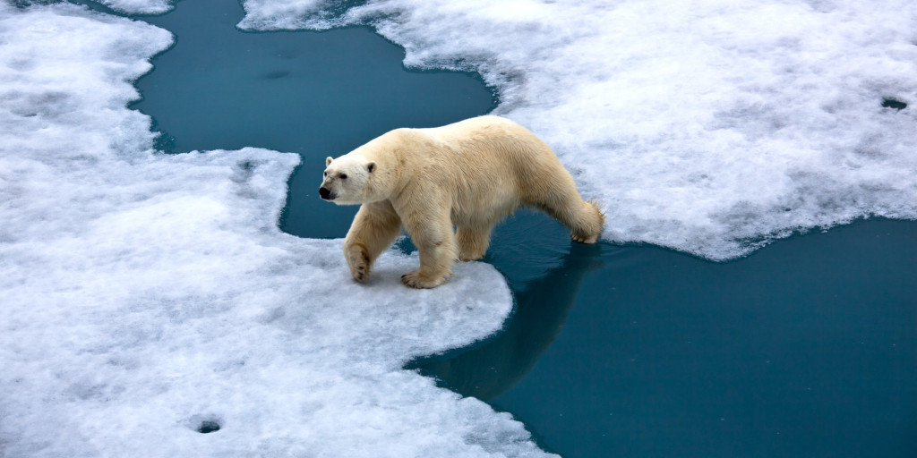 Climate Change polar bear