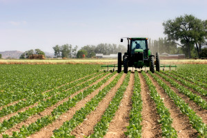 Agriculture tractor plowing field