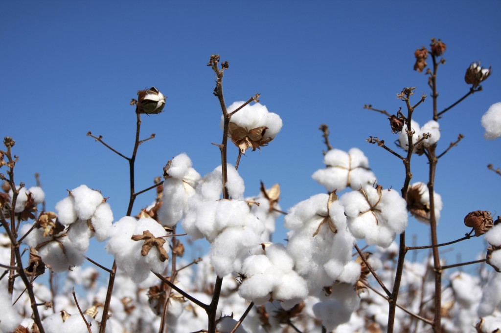 Agriculture cotton agribusiness