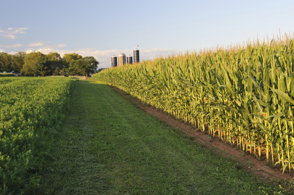 agriculture crops farm farmers