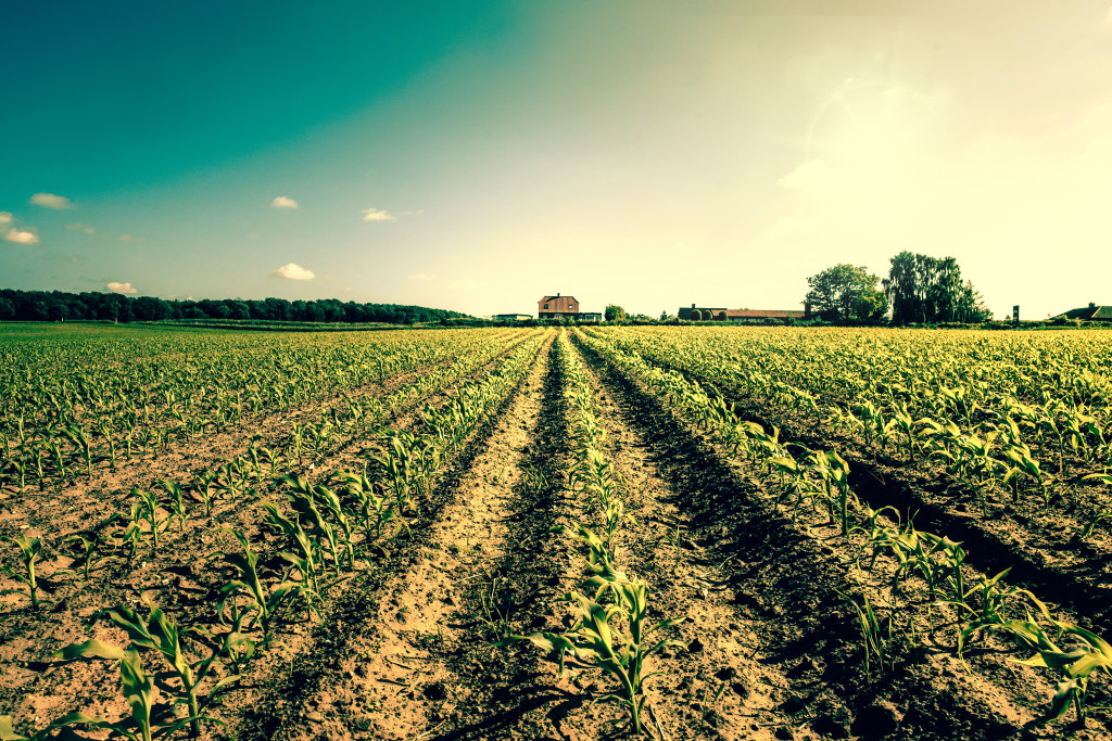 agriculture farm crops