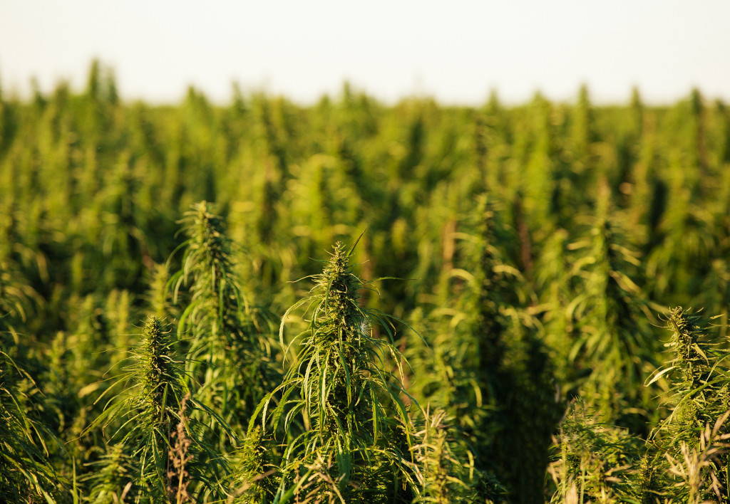 industrial hemp crop