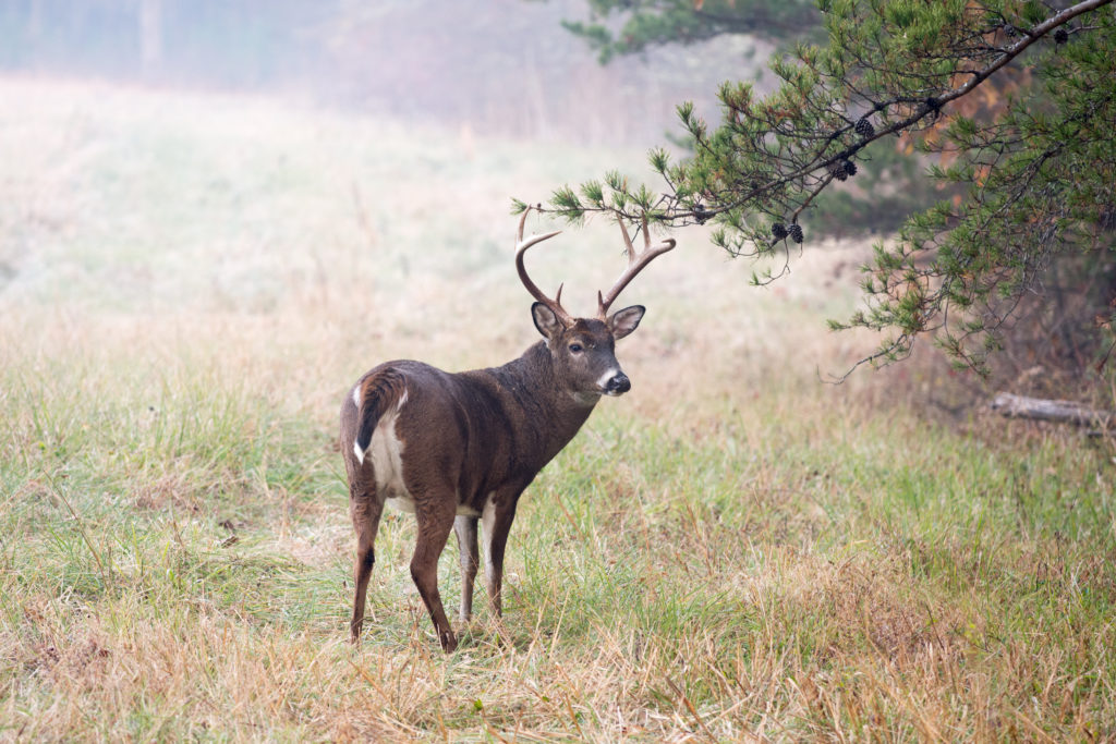 Alabama deer season opens with a few rule changes