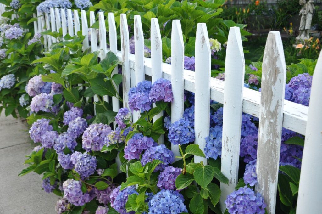 white picket fence