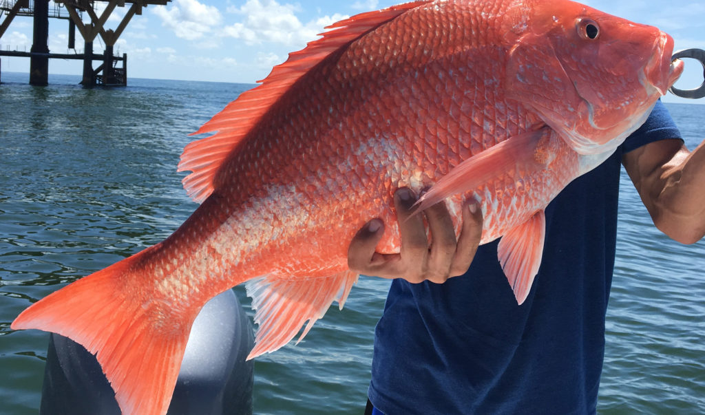 red snapper fish