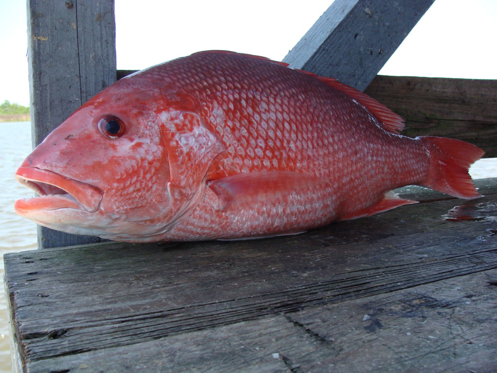 red snapper