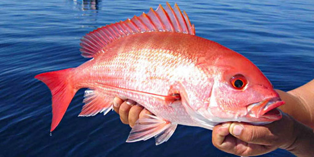 Fishery Council approves exempted fishing pilot program for red snapper