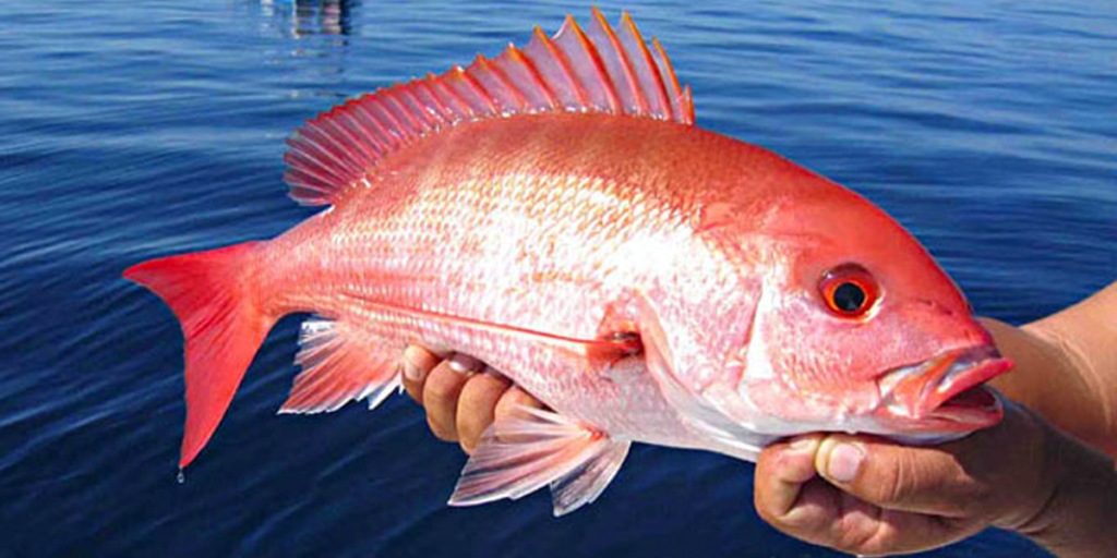 Red Snapper Season In Texas 2024 - Amara Vivien