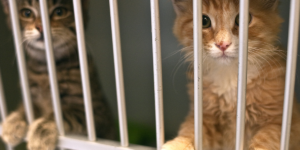 Kay Ivey awards Humane Society of Shelby County $50,000 grant to care for pets belonging to domestic violence victims