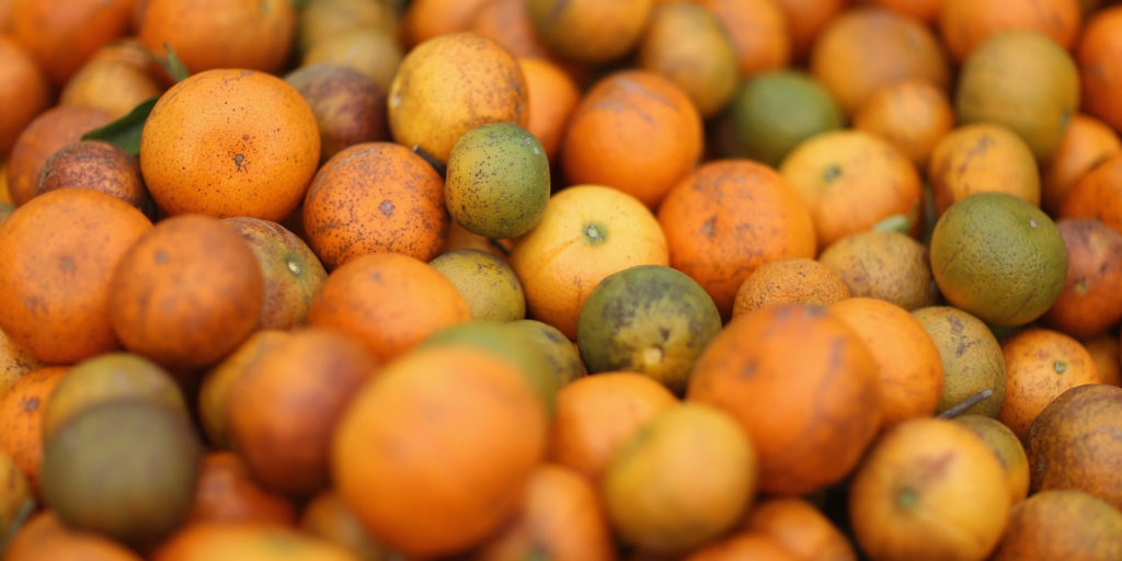 Citrus Greening Diseases Threatens Florida's Orange Industry