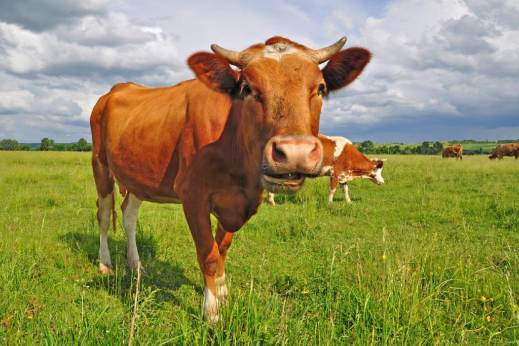 cow