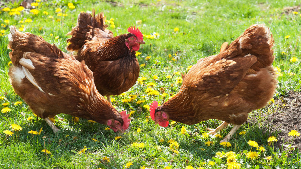 chickens