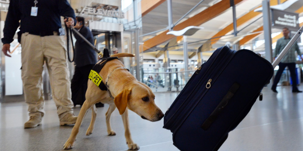 TSA canine