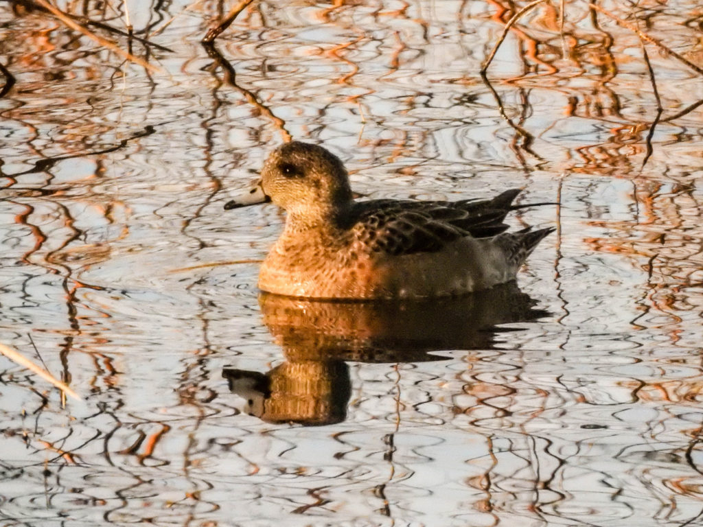 Wheeler National Wildlife Refuge