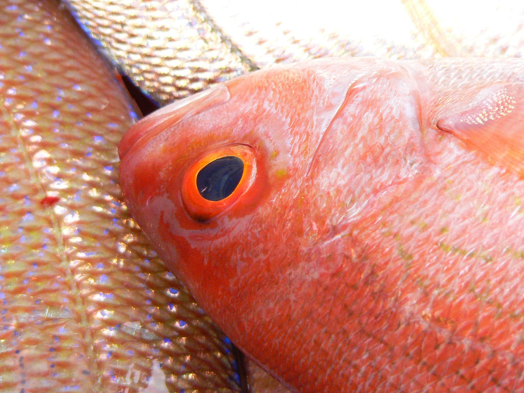 red snapper