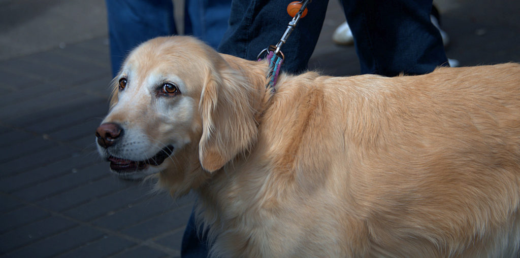 Golden Retriever