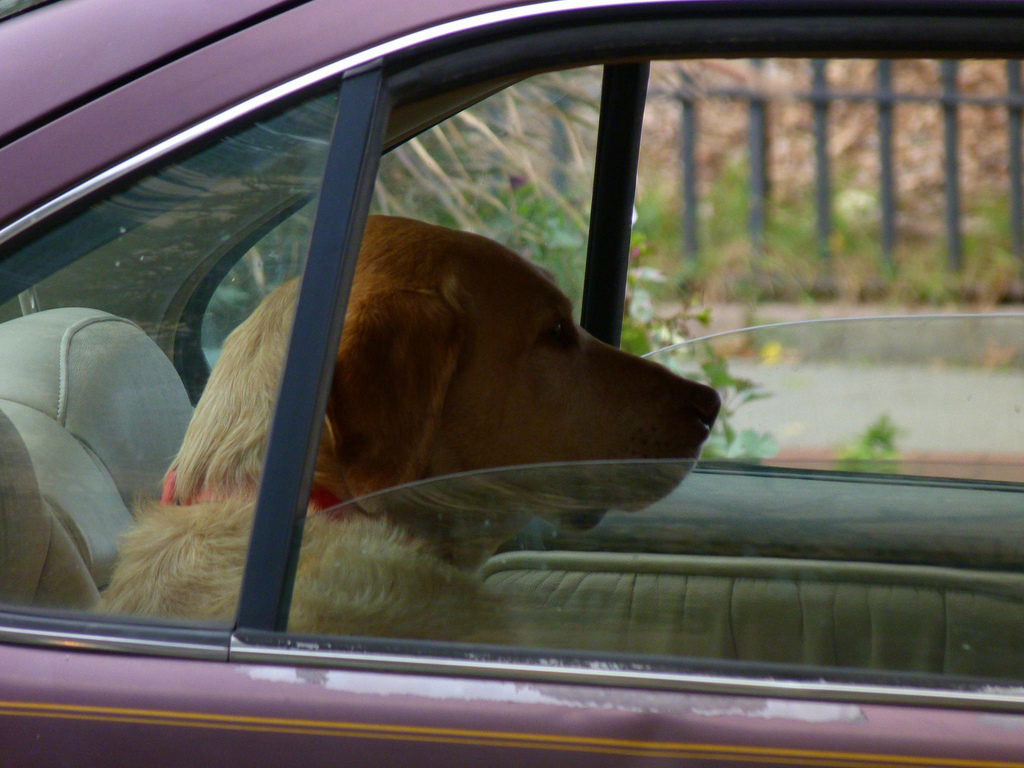 Dog in car