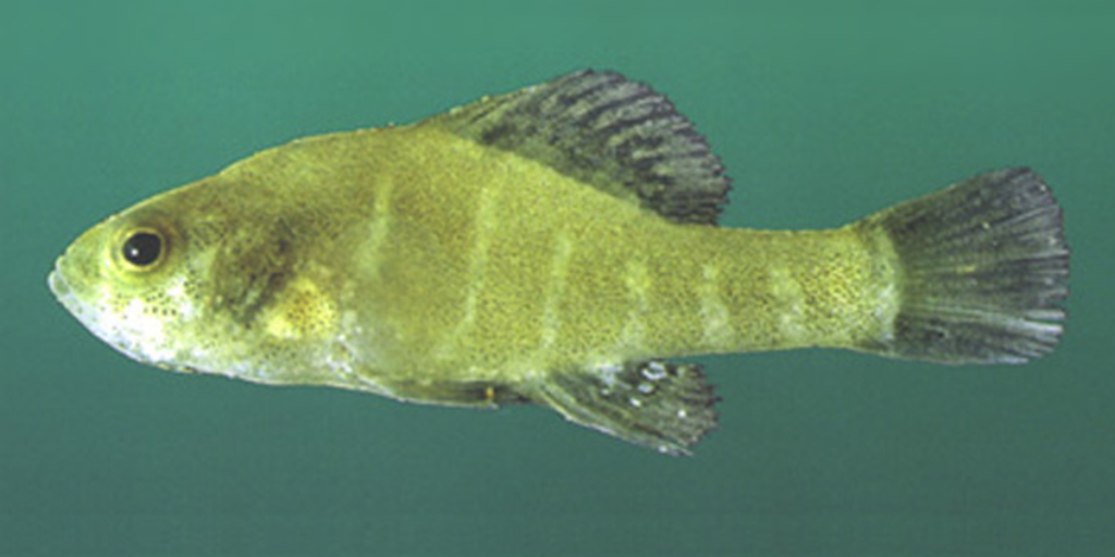 spring pygmy sunfish