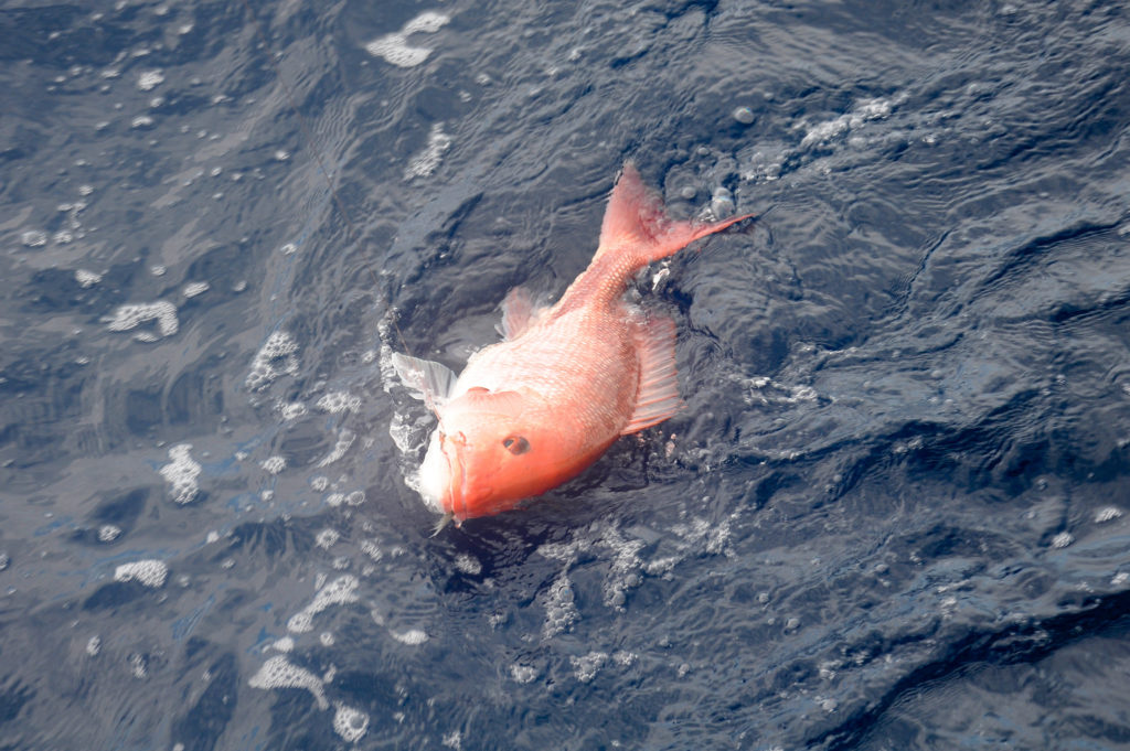 red snapper