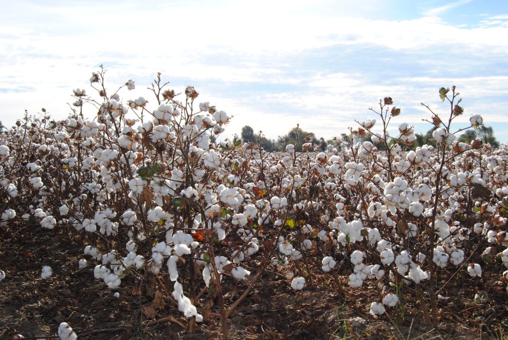 field of cotton_farm_agriculture