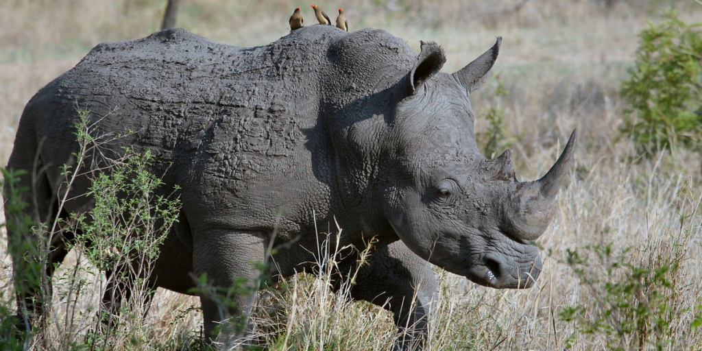 rhino