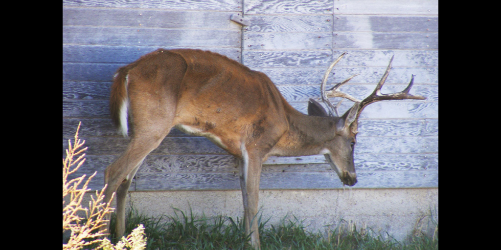 CWD deer