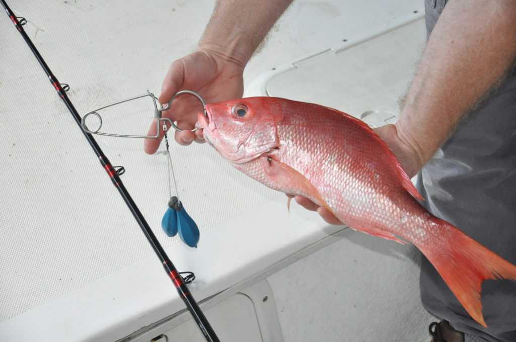 red snapper