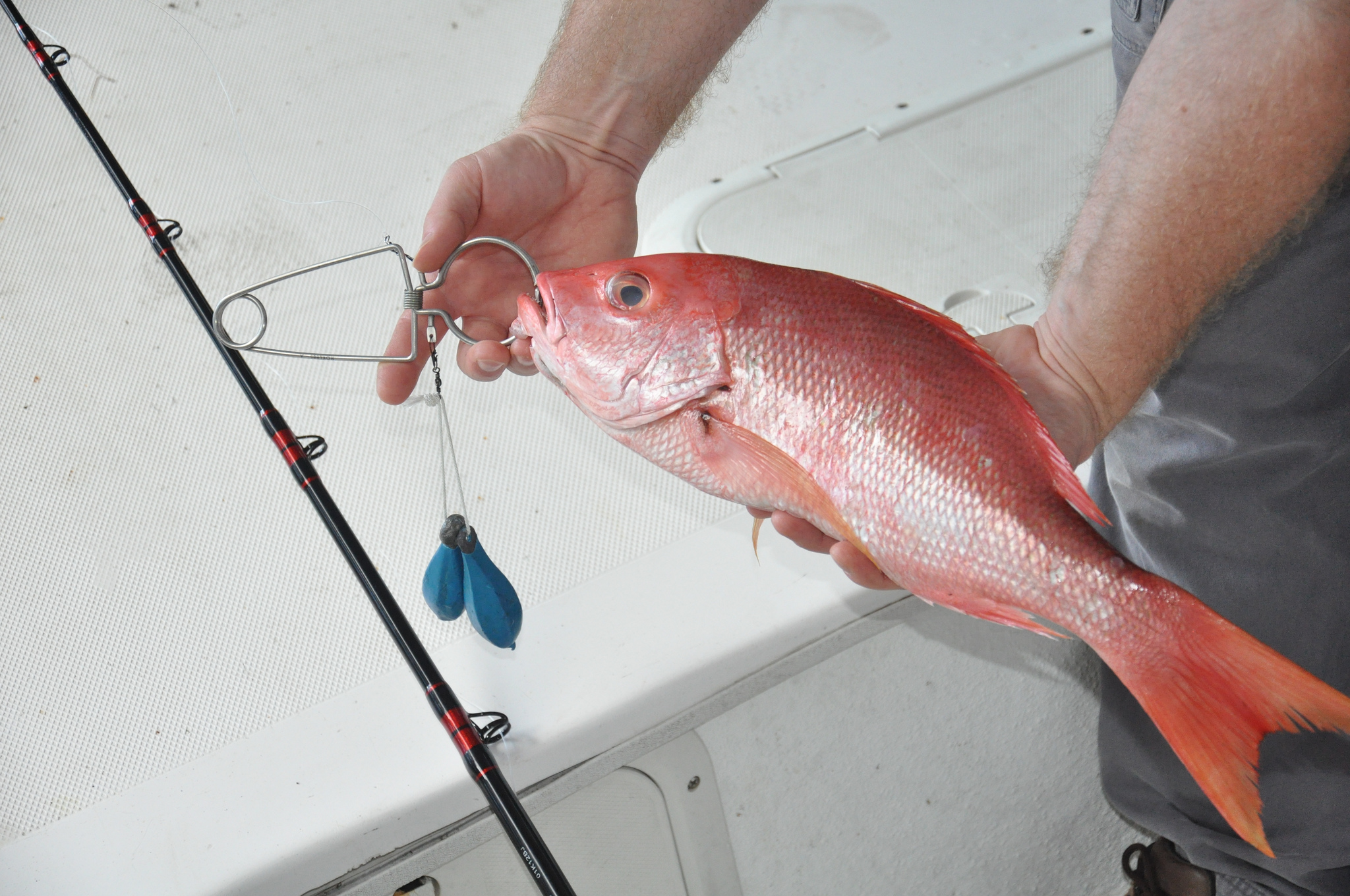 Alabama Announces 28-day Recreational Red Snapper Fishing Season For 2019