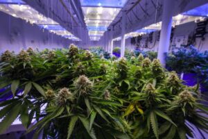 Alabama Medical Cannabis Commission meets today for integrator license awards