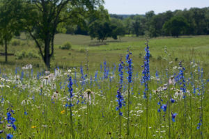 Grasslands institute gets $495K grant for Cumberland Plateau