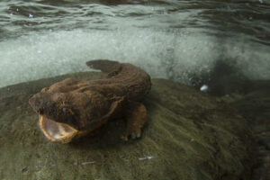 Judge says protections for eastern hellbender should be reconsidered